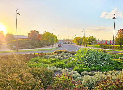 Maryborough StationDomain Roundabout Planting Design by Botanical Traditions